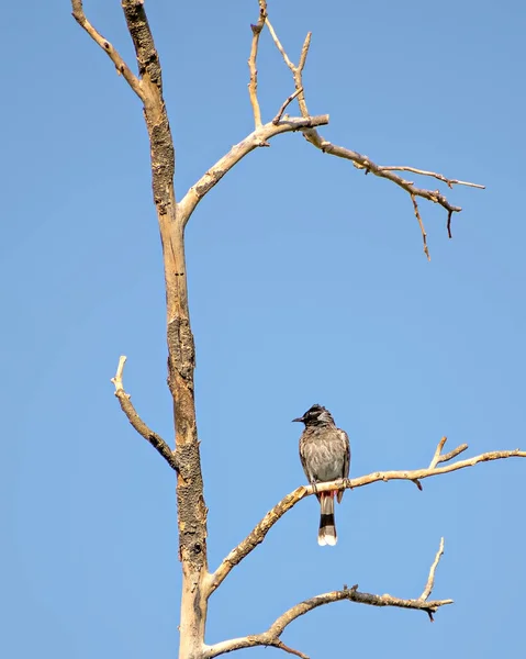 Oiseau Bulbul Aéré Rouge Assis Sur Une Branche Arbre Sèche — Photo