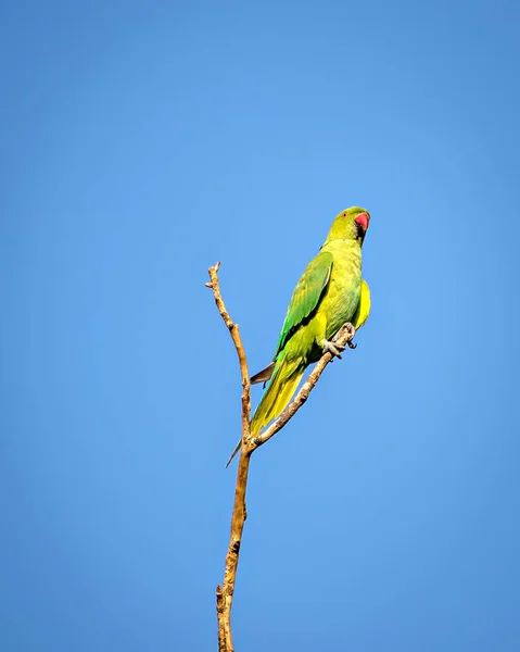 Periquito Pescoço Anelado Indiano Psittacula Krameri Papagaio Sentado Galho Árvore — Fotografia de Stock