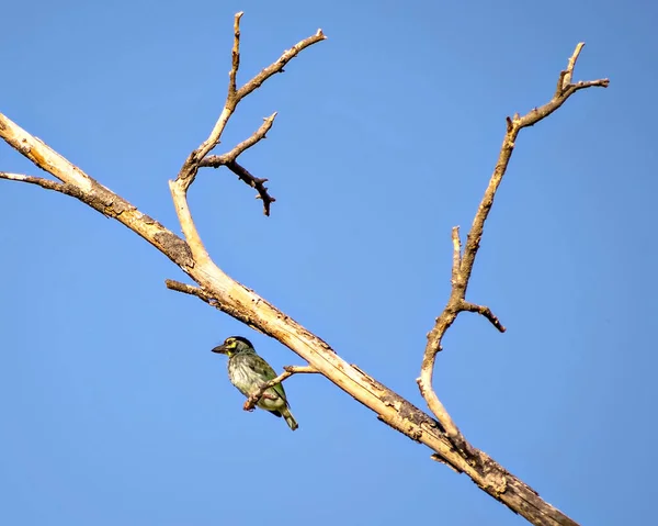 铜匠烧烤鸟坐在蓝天背景的干枯树枝上的孤立图像 — 图库照片