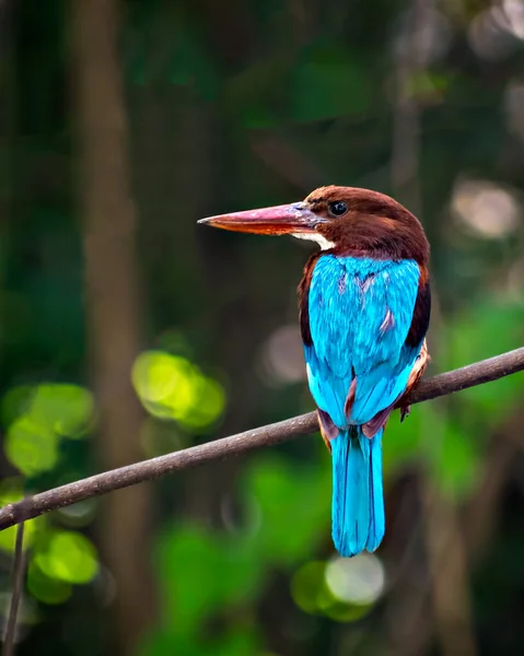 Brightly Azul Colorido Indiano Kingfisher Pássaro Sentado Ramo Seco Árvore — Fotografia de Stock