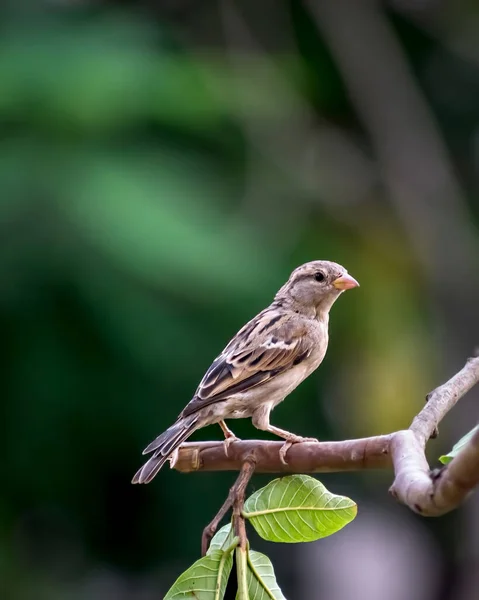 Vereinzeltes Bild Eines Weiblichen Sperlings Auf Einem Zweig Mit Grünem — Stockfoto