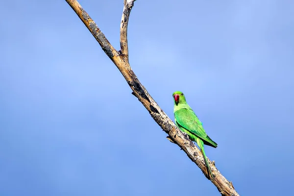 Indian Ring Necked Parakeet Psittacula Krameri Parrot Sitting Dry Tree — Stock Photo, Image