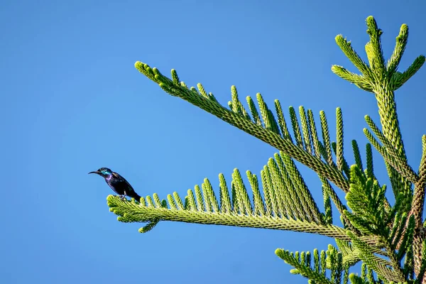 Schöne Lila Sonnenvogel Cinnyris Asiaticus Sitzt Auf Attraktiven Wacholderzweig Blätter — Stockfoto