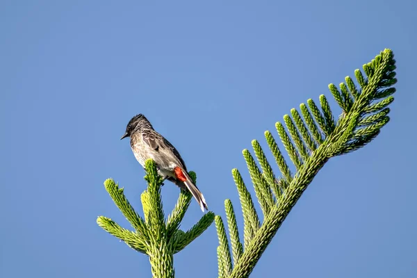 Rosso Sfiato Bulbul Seduto Attraenti Foglie Ramo Ginepro Con Sfondo — Foto Stock