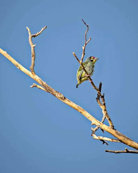 Copper Smith Burung Barbet Duduk Cabang Pohon Kering Dengan Latar — Stok Foto