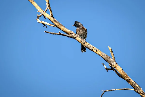 Rosso Sfiato Bulbul Seduto Ramo Albero Asciutto Con Sfondo Cielo — Foto Stock