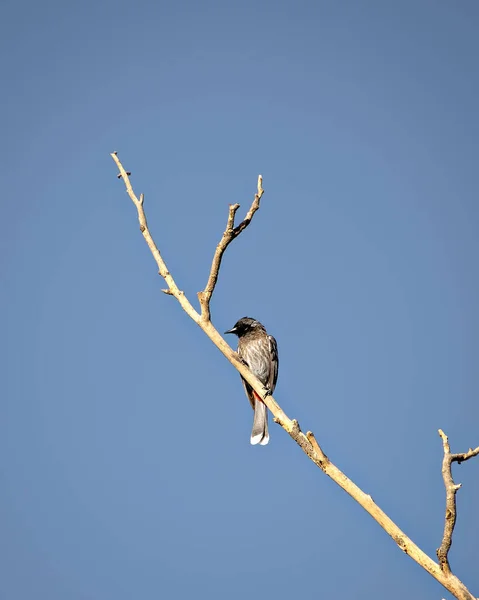 Red Vented Bulbul Sitting Dry Tree Branch Clear Blue Sky — Stok Foto