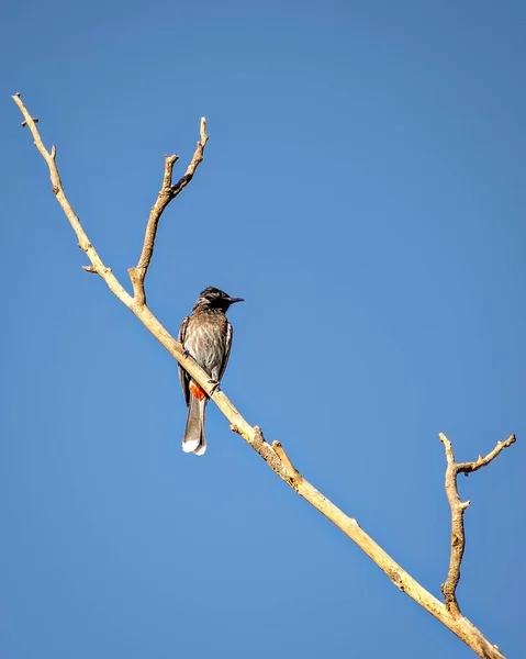 Red Vented Bulbul Sitting Dry Tree Branch Clear Blue Sky — Stok Foto