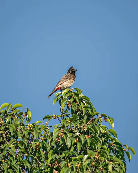 Rosso Sfiato Bulbul Seduto Foglie Albero Verde Con Sfondo Cielo — Foto Stock