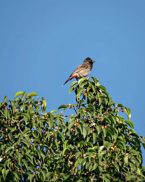 Rosso Sfiato Bulbul Seduto Foglie Albero Verde Con Sfondo Cielo — Foto Stock