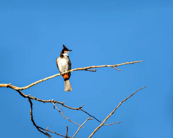 Red Vented Bulbul Sitting Dry Tree Branch Clear Blue Sky — Stok Foto