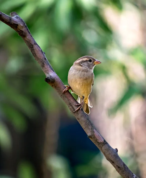 Citra Terisolasi Dari Burung Pipit Betina Pada Cabang Pohon Dengan — Stok Foto