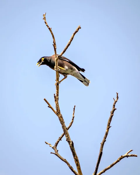 普通的Myna鸟 坐在干枯的树枝上 蓝蓝的天空背景 — 图库照片