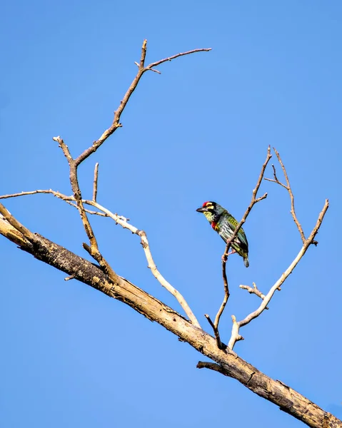 Isoliertes Bild Von Kupferschmied Barbet Vogel Sitzt Auf Einem Trockenen — Stockfoto