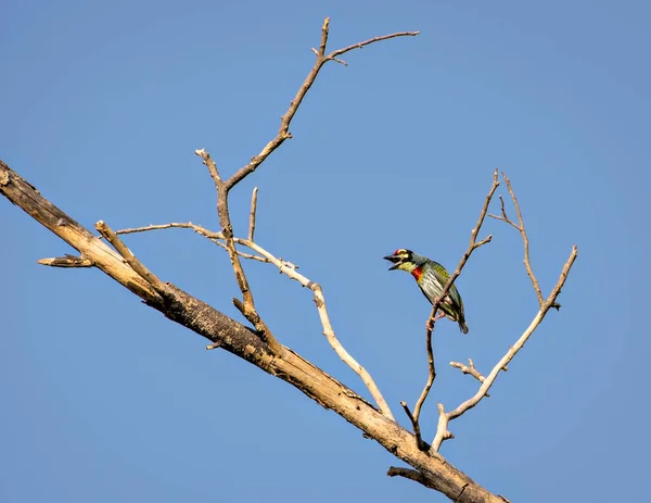 Vereinzeltes Bild Von Schreienden Kupferschmied Barbet Vogel Sitzt Auf Einem — Stockfoto