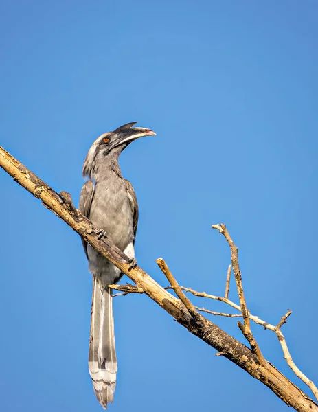 Close Image Indian Grey Hornbill Sitting Dry Tree Branch Clear — Stock Photo, Image