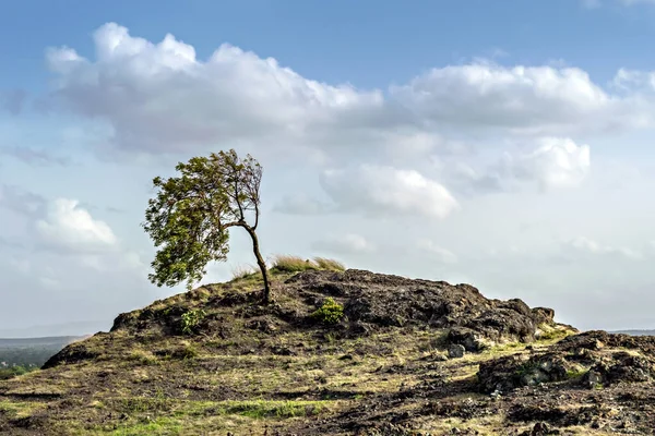 Lone Neem tree bent due to high wind velocity on top of Dhavalgad fort , Purandar, near Pune, Maharashtra,India.