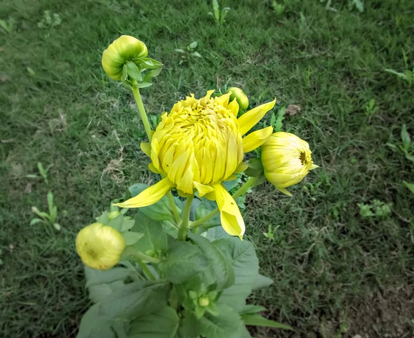 Seçici Odak Bulanık Arkaplan Parlak Sarı Çiçek Açan Dahlia Nın — Stok fotoğraf