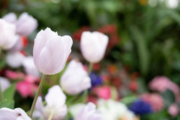 Gorgeous Colorful Blooming Flower Tulip Fresh Garden Delighted Attractive Environment — Stock Photo, Image