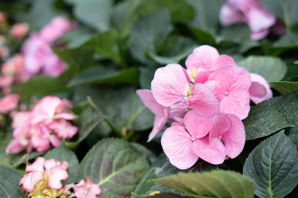 Hermosa Flor Colorida Hortensias Del Jardín Fresco Para Ambiente Encantado — Foto de Stock