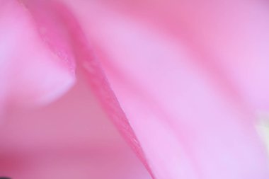 çiçek yumuşak yaprakları arka plan detay 