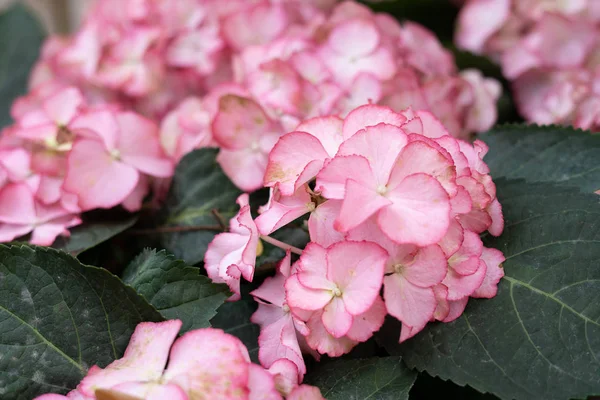 Flor Hermosa Floración Colorida Del Jardín Fresco Para Ambiente Encantado — Foto de Stock