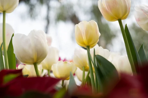 Gorgeous Colorful Blooming Flower Tulip Fresh Garden Delighted Attractive Environment — Stock Photo, Image