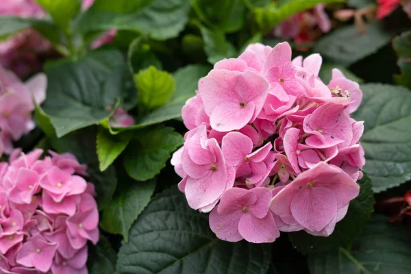 Hermosa Flor Colorida Hortensias Del Jardín Fresco Para Ambiente Encantado — Foto de Stock