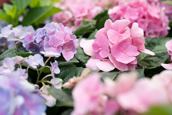 Hermosa Flor Colorida Hortensias Del Jardín Fresco Para Ambiente Encantado — Foto de Stock