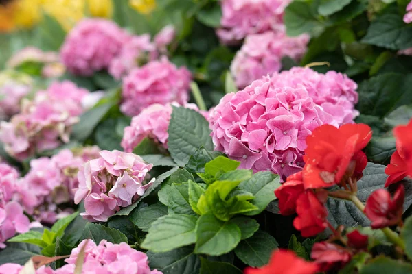 Hermosa Flor Colorida Hortensias Del Jardín Fresco Para Ambiente Encantado — Foto de Stock