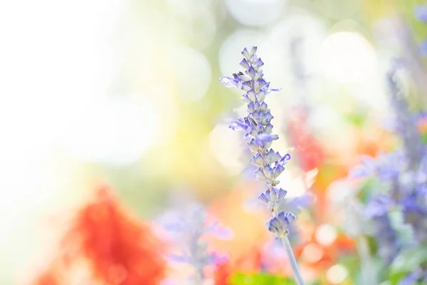 喜びと魅力的な環境のための新鮮な庭からゴージャスなカラフルな開花花 — ストック写真