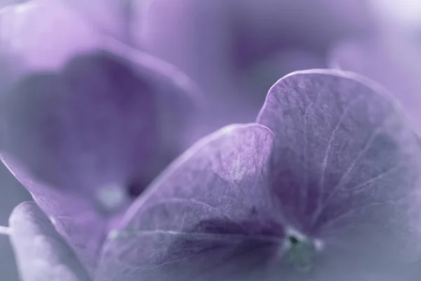 Detalle Flor Suave Pétalo Fondo —  Fotos de Stock