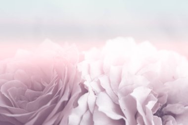 sevgililer ve düğün arka plan için yumuşak renk ve bulanıklık tarzı tatlı gül yakın çekim görünümü