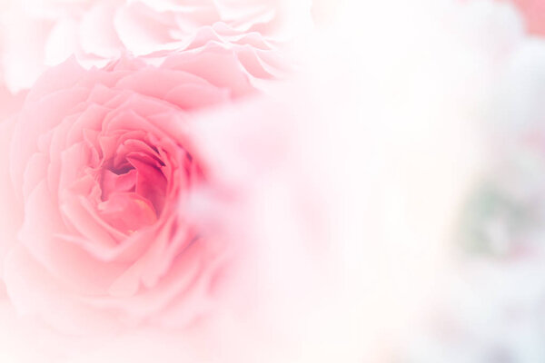 Close-up view of sweet rose in soft color and blur style for valentine and wedding background