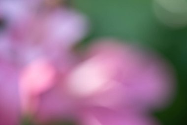 arka plan için tatlı doğa bulanıklığı 