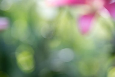 arka plan için tatlı doğa bulanıklığı 