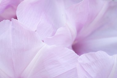 Arka plan için taç yaprağı pembe tatlı detay