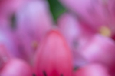 arka plan için tatlı doğa bulanıklığı 