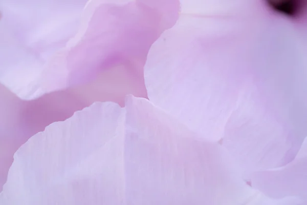 Dettaglio petalo rosa dolce per sfondo — Foto Stock