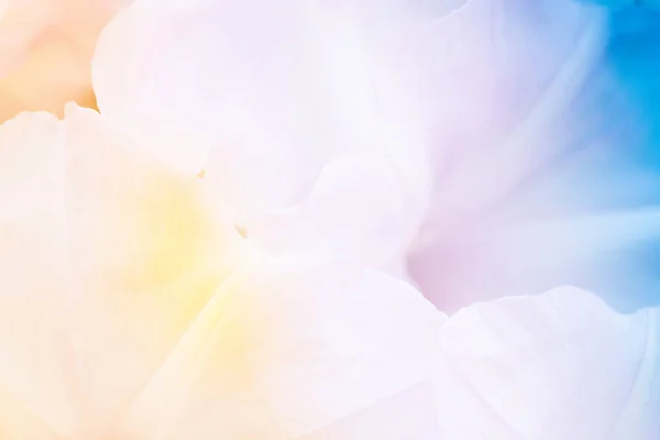 Detail Petal růžového sladkého pro pozadí — Stock fotografie