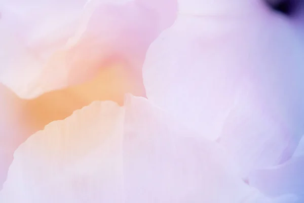 花瓣粉红色甜的背景细节 — 图库照片