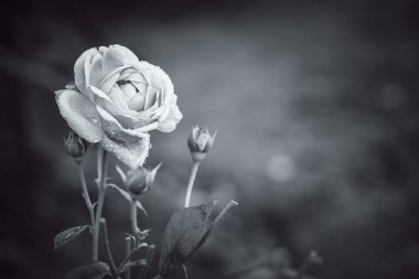 Dikensiz gül çiçeğine yakın tatlı taç yapraklı arka plan 