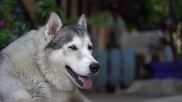 Perezoso Siberiano Husky Feliz Casa — Vídeos de Stock