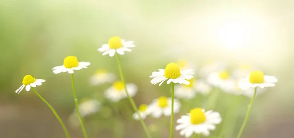 Fresh Camomile Flowers Green Background — Stock Photo, Image