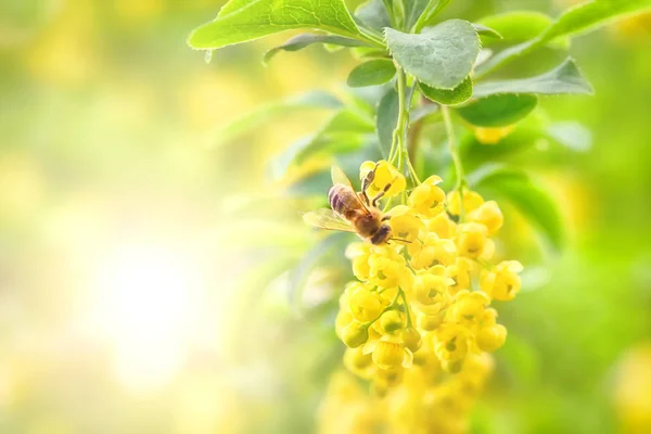 Honey Bee Yellow Flower Collect Pollen — Stock Photo, Image