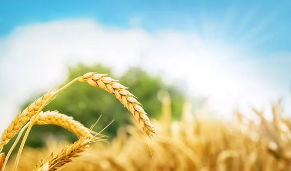 Campo de trigo y sol — Foto de Stock