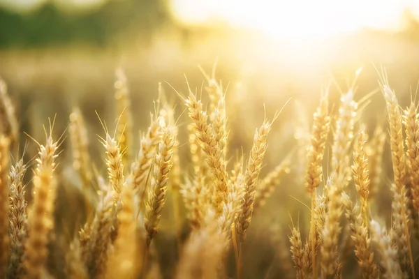 Закат Пшеничным Полем — стоковое фото