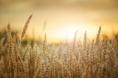 Buğday tarlasının arkasında gün batımı. 