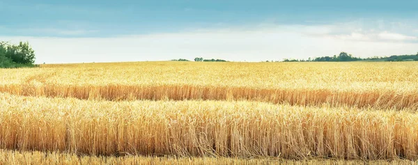 Weizen Und Sonne Unter Blauem Himmel Panoramablick — Stockfoto