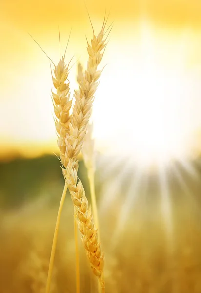 小麦畑の裏の夕日 — ストック写真